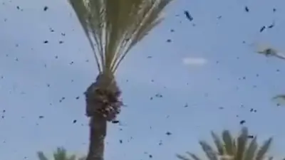 Bienen-Angriff in Israel: Zehntausende Insekten lösen Ausnahmezustand aus