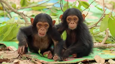 Blinder Schimpanse Nicky zeigt Zwillingen das Leben