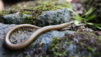Blindschleiche ohne Schwanz: Überlebenskünstler im Garten