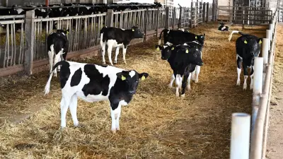 Brandenburg: Viehdiebe stehlen 69 Kälber aus einem Stall