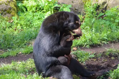 Brillenbär Enzo erkundet erstmals das Freigehege im Berliner Tierpark
