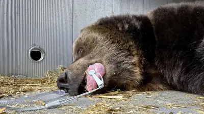 Bärin Teddy verlässt Tierpark Westerhausen: Narkose, Transport, Abschied