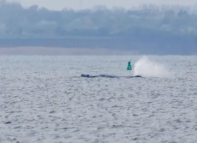 Buckelwal-Drama vor Poel: Experten raten zum Abwarten, doch die Zeit drängt