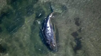 Buckelwal Timmy: Heute entscheidet sich seine Rettung