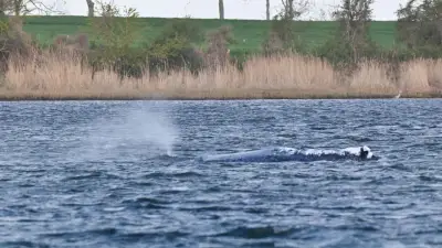 Buckelwal Timmy: Rettungsaktion vor Poel startet heute!