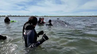Buckelwal Timmy schwimmt nach 28 Tagen in die Freiheit