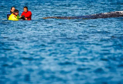 Buckelwal-Transport: Lastkahn erreicht Nord-Ostsee-Kanal