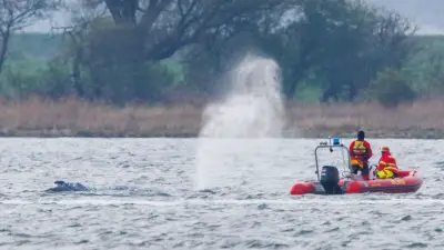 Buckelwal vor Poel: „Free Willy“-Team aus Island soll helfen