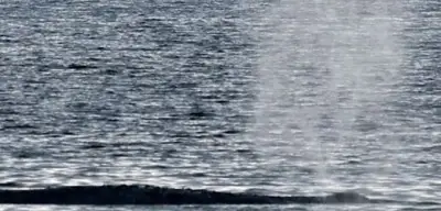 Buckelwal vor Poel: Rettungsmission geht weiter – Wal strandet erneut nach kurzer Freiheit