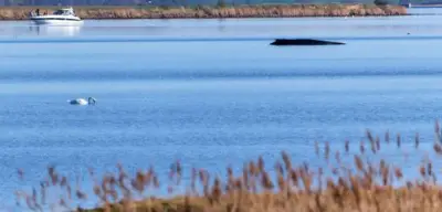 Buckelwal vor Poel: Umweltminister Backhaus unter Druck in emotionaler Entscheidung