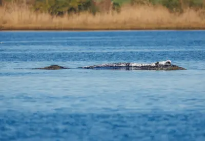 Buckelwal vor Wismar beflügelt Verkauf von Wal-Büchern und Sammelfiguren