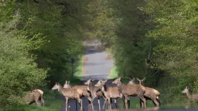 Busfahrer Ralf (55) filmt rätselhafte Rotwild-Begegnung in der Uckermark im Morgengrauen
