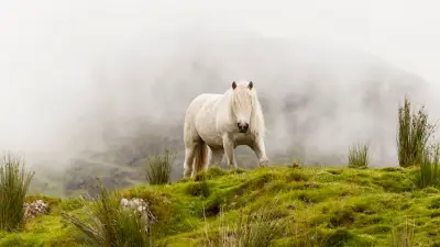 Connemara-Ponys: Irlands robuste Allrounder mit großem Charakter