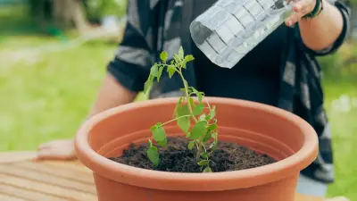 DIY-Gartenprojekt: Mini-Gewächshaus aus PET-Flasche einfach selbst bauen