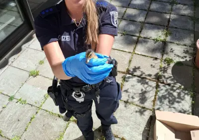 Entenküken und Kätzchen: Berliner Polizei als Tierretter