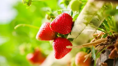 Erdbeeren machen glücklich: Leckere Rezepte und gute Nachrichten