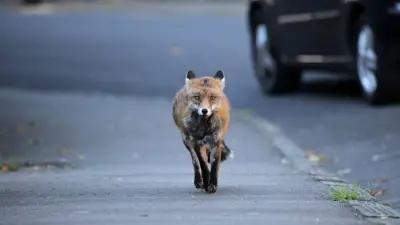 Füchse in der Stadt: Experten klären auf - sind die Tiere wirklich gefährlich?