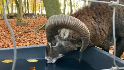 Frühjahrsputz im Tierpark Thale: Ehrenamtliche Helfer für Hexentanzplatz gesucht