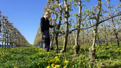 Frost bedroht Apfelblüte: Obstbauern kämpfen um Ernte