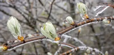 Frostwarnung für 250 Landkreise: Eiseskälte kehrt im Frühling zurück