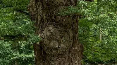 Förster aus den Niederlanden fasziniert von Mecklenburgs uralten Eichen - Vortrag in Waren