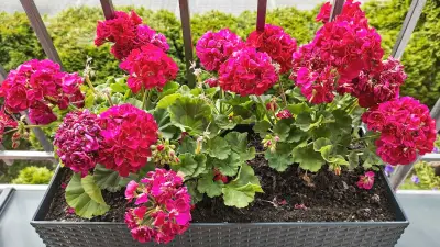 Geranien auf Balkon und Terrasse: Warum sie für Bienen und Hummeln nutzlos sind