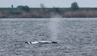 Gestrandeter Buckelwal in Ostsee: Rettungsteam bereitet sich auf mögliche Selbstbefreiung vor