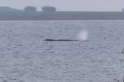 Gestrandeter Buckelwal vor Poel: Gesundheitszustand weiter kritisch - Rettungsversuche gescheitert