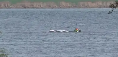 Gestrandeter Wal vor Poel: Rettungsaktion geht in den vierten Tag