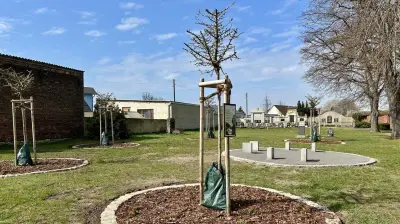 Ginkgo-Garten in Wünsch: Neue Baumbestattung auf Friedhof