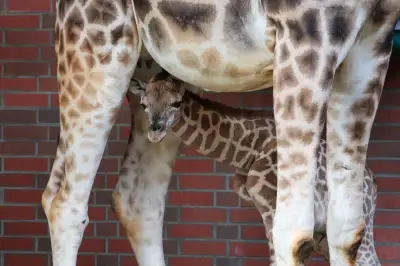 Giraffen-Nachwuchs im Berliner Tierpark: Kleiner Bulle geboren