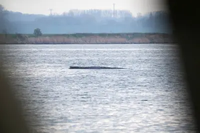 Grüne fordern Verantwortungsübernahme bei Wal-Rettung in Mecklenburg-Vorpommern