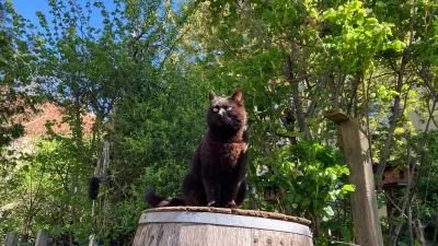 Grüne Oase in Halle-Süd: Anwohner kämpfen gegen Parkplatz-Pläne