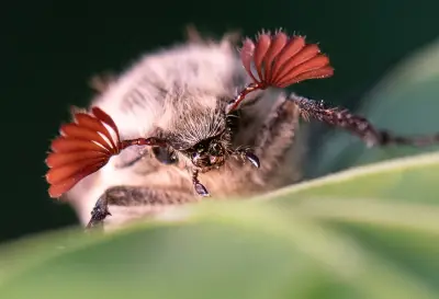 Halbe Milliarde Maikäfer erwartet: Massenflug im Hessischen Ried bedroht Verkehr und Wald