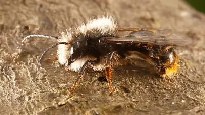 Halles tierische Mitbewohner: Ein Jahr voller Überraschungen in der Saalestadt