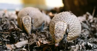 Hellabrunns Tarntalente: Kugelgürteltier-Nachwuchs stellt Besucher vor Herausforderung