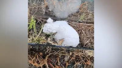 Herzzerreißende Hilferufe: Lämmchen und Mutter finden glücklich wieder zusammen