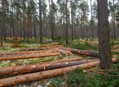 Holzeinschlag in Deutschland erreicht neuen Tiefstand: Nur noch 57,3 Millionen Kubikmeter