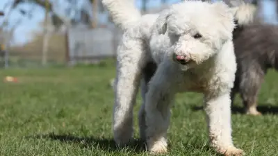 Hund Bootsmann aus Rumänien sucht liebevolles Zuhause