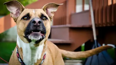 Hundeerziehung: Nicht der Hund ist das Problem, sondern der Druck auf den Halter
