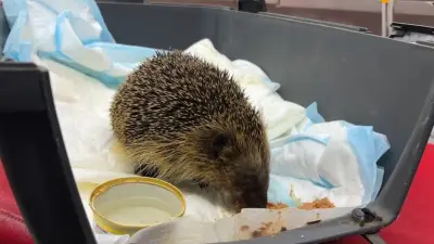 Igel-Rettung im Hafenbecken von Poel: Einsatz mitten in Wal-Mission