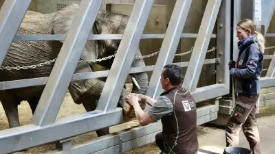 Intensives Training für Halles Elefanten: Vorbereitung auf den Abschied nach Berlin