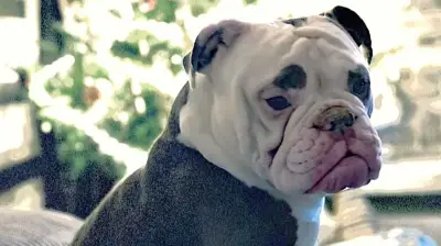 Junges Paar kämpft um Operation für Bulldogge Naylah