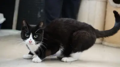 Kampf gegen die Katzenflut: Lottihof-Team fängt 17 Straßenkatzen in Schwerin ein