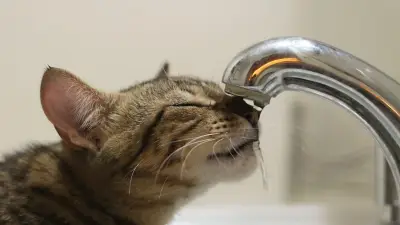 Katzen trinken wenig: Warum das normal ist und wann es gefährlich wird