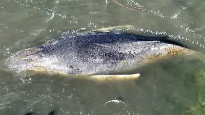 KI-Künstlerin besingt Wal-Drama: Timmy wird zum TikTok-Song