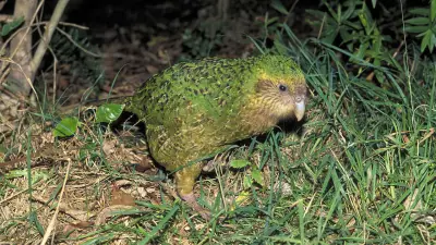 Kākāpō: Der flugunfähige Papagei kämpft ums Überleben in Neuseeland