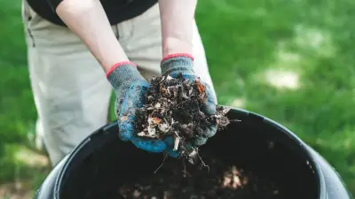 Kompost im Garten: Warum der beliebte Dünger für manche Pflanzen schädlich sein kann