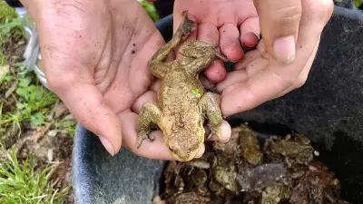 Krötenrettung im Harz: Freiwillige schützen Amphibien vor dem Straßentod