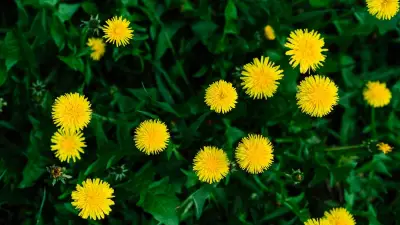 Löwenzahn im Rasen: Was die gelbe Zeigerpflanze über Ihren Boden verrät